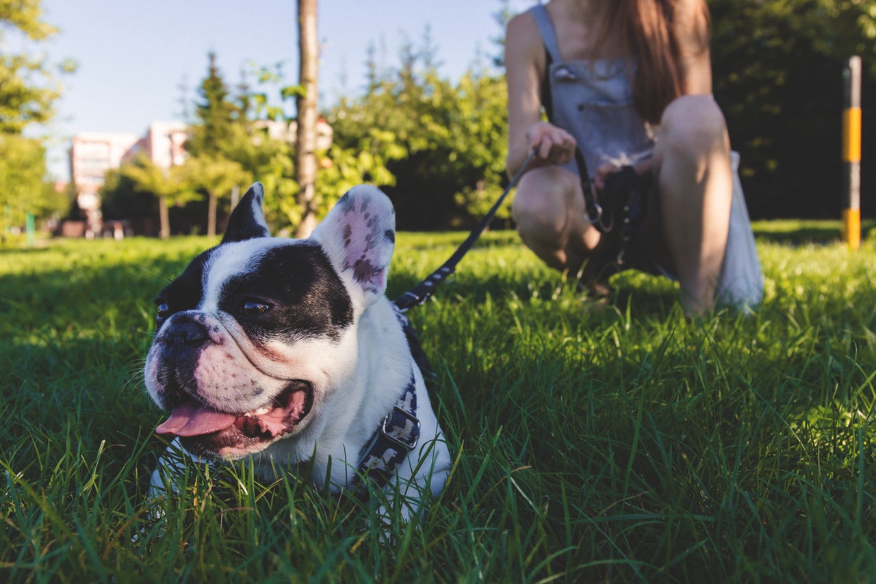 Profesiones curiosas: paseador de perros Profesiones curiosas: paseador de perros
