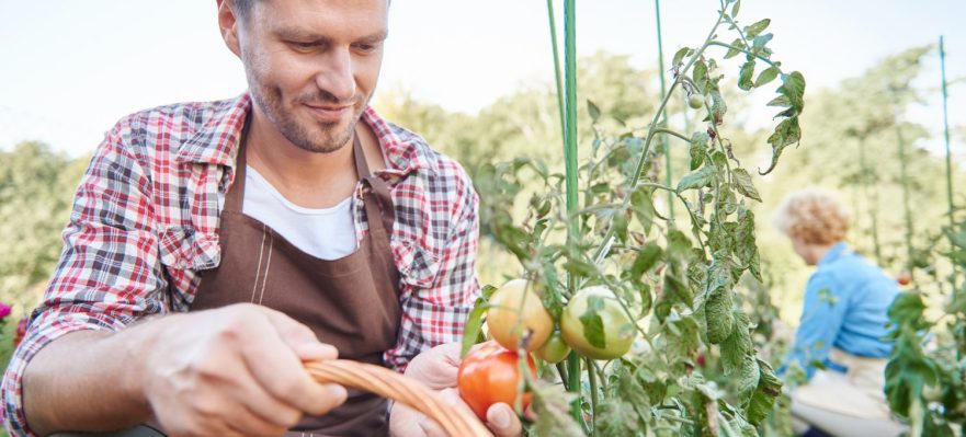 El paro en agosto ha descendido en el sector agrícola